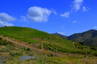 RUTA DEL VI A L'EMPORDÀ